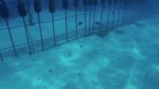 How Water Turtle Live Underwater