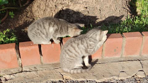 Cute Cats Cleaning Themselves In Synchronized Movements During A Sunbath (2021)