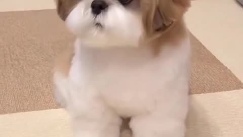 Lovely puppy videos