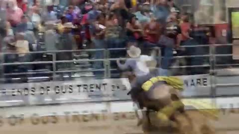 Bull escapes from pen at Florida rodeo | USA TODAY