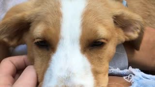 White and brown dog asleep on womans ripped jeans