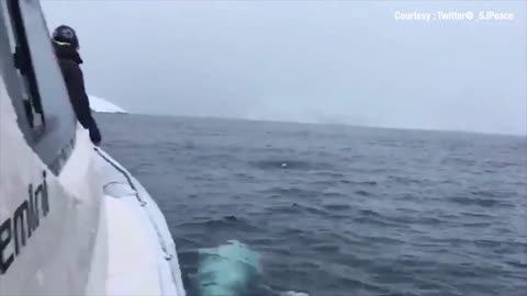 Smart and Funny Beluga Whale Plays Fetch
