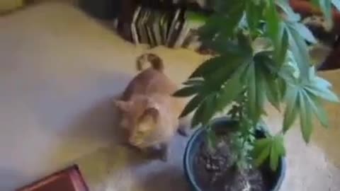 Hilarious Cat eating Marijuana Leaves and get high