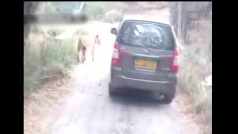 Lion Attack on Safari Car in Indian National park