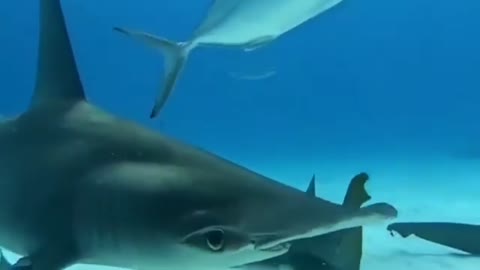 Swimming with sharks feeling amazing