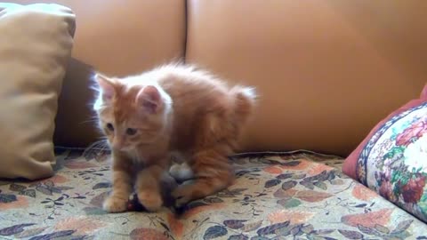 Cute little cat playing around