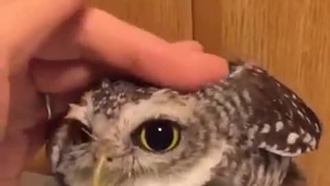The owl with the most beautiful eyes in the world