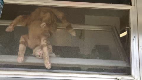 Cat Doesn't Like Being Inside