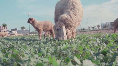 Adorable Mother Lamb Eating Grass To Feed Babies