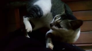 Cute cat playing with his owner