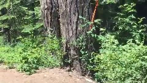 Two cute baby foxes by the side of the road