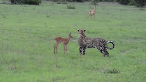 Our earth Lion vs Deer baby full episode
