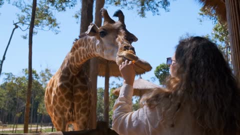 Woman feeding giraffe in the zoo. Animal pulling its long tongue to take food
