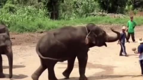 elephant funny | #rumble | #pet #aniamls #elephant