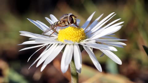 insect landing on flower
