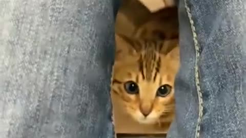 #CAT FUNNY VIDEOS ♥️♥️♥️♥️☺️☺️☺️💯💯💯