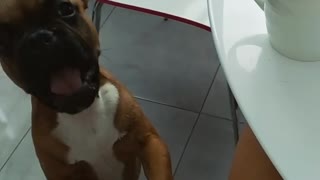 Dog wants to See what his Owner is Eating