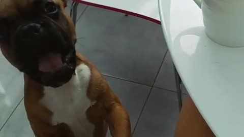 Dog wants to See what his Owner is Eating