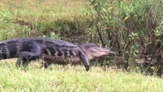 Alligator Runs Away After Being Spoken To