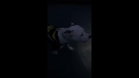 Smart doggy brings flashlight for night walks "nice!!"