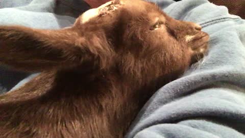 Milk Drunk Baby Goat