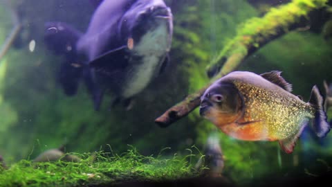 mixkit-fish-and-moss-in-a-fish-tank-