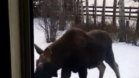 Moose Meet