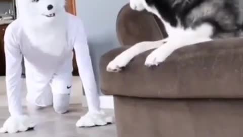 He really scared🤣🤣😂 Funny dog video 🤣