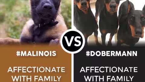 Belgian Malinois VS. Dobermann