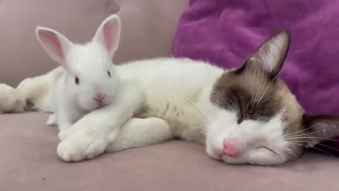 Baby Bunnies Wake Up a Sleeping and Lazy Cat
