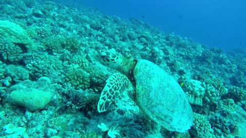 The man is going down to the sea to catch a tortoise