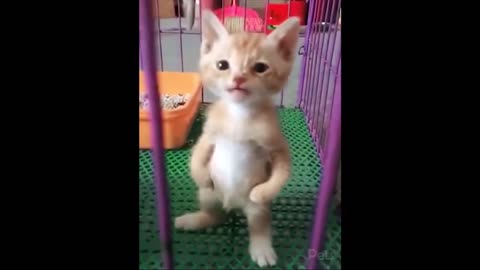 Baby cats cute funny vid