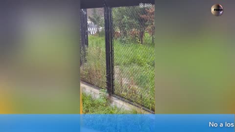 Un joven oso es atacado salvajemente por un grupo de tigres en el zoológico de China