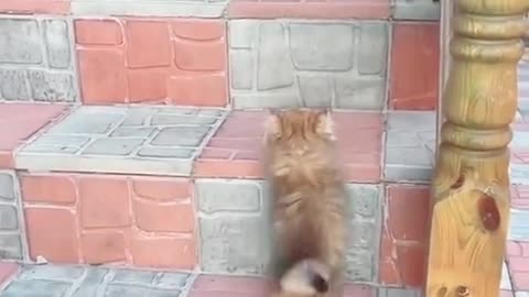 Beautiful cat kitten playing with each other