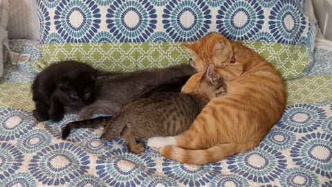 Male Cat Lets Foster Kittens Suckle