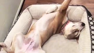 Brown dog lies in dog bed in a circle position