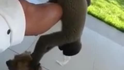 Funny monkey attacks dog