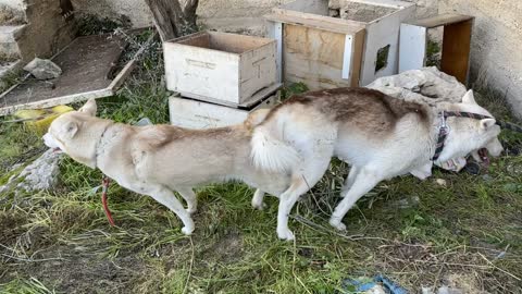 First Siberian Husky Mating | Husky Mating