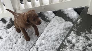 Labradoodle Puppy's First Snow Day