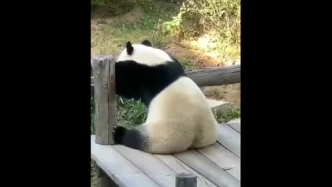 Compilation of fun and beautiful videos of panda 2021