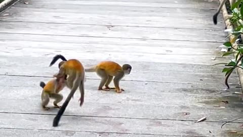 Playful baby monkeys