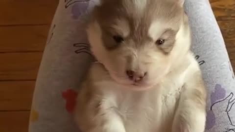 Husky Puppies Throws The Cutest Temper Tantrum!