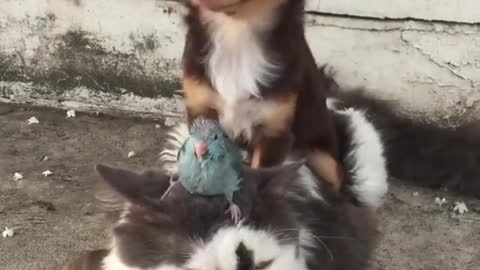 Dog Bird cat