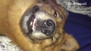 Brown dog smiling in his sleep