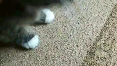 baby cat walks alone for the first time