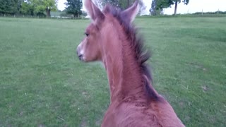 Foal loving his back scratches