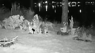 Red tail fox expoling at night caught on night vision with audio