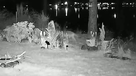 Red tail fox expoling at night caught on night vision with audio