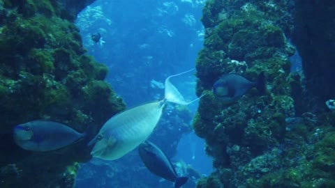 Fish Ocean Aquarium Strange Underwater Fishing New Full HD 2021