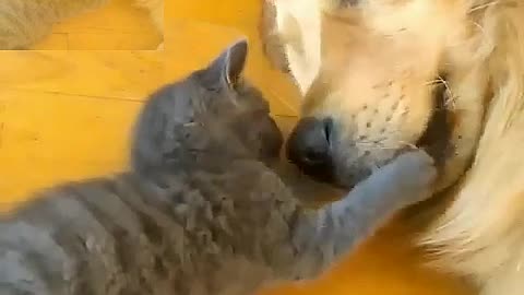 Lovely cats and dog